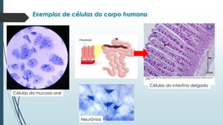 Células da mucosa oral
Células do intestino delgado
Exemplos de células do corpo humano
Neurônios
 