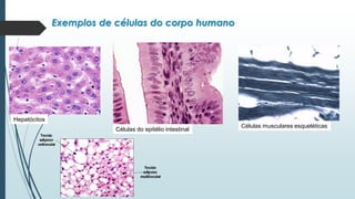 Hepatócitos
Células do epitélio intestinal
Células musculares esqueléticas
Exemplos de células do corpo humano
 