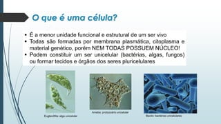 ▪ É a menor unidade funcional e estrutural de um ser vivo
▪ Todas são formadas por membrana plasmática, citoplasma e
material genético, porém NEM TODAS POSSUEM NÚCLEO!
▪ Podem constituir um ser unicelular (bactérias, algas, fungos)
ou formar tecidos e órgãos dos seres pluricelulares
O que é uma célula?
Euglenófita: alga unicelular
Ameba: protozoário unicelular
Bacilo: bactérias unicelulares
 
