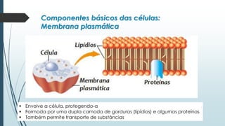 Componentes básicos das células:
Membrana plasmática
▪ Envolve a célula, protegendo-a
▪ Formada por uma dupla camada de gorduras (lipídios) e algumas proteínas
▪ Também permite transporte de substâncias
 