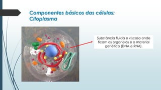 Componentes básicos das células:
Citoplasma
Substância fluida e viscosa onde
ficam as organelas e o material
genético (DNA e RNA).
 