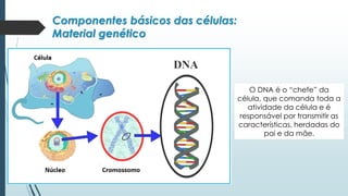 Componentes básicos das células:
Material genético
O DNA é o “chefe” da
célula, que comanda toda a
atividade da célula e é
responsável por transmitir as
características, herdadas do
pai e da mãe.
 