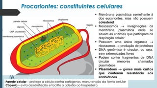 Procariontes: constituintes celulares
▪ Membrana plasmática semelhante à
dos eucariontes, mas não possuem
colesterol
▪ Mesossomos → invaginações da
membrana plasmática onde se
situam as enzimas que participam da
respiração celular
▪ Possuem uma única organela →
ribossomos → produção de proteínas
▪ DNA genômico é circular, ou seja,
sem extremidades livres
▪ Podem conter fragmentos de DNA
circular menores chamados
plasmídeos
▪ Plasmídeos → genes mais curtos
que conferem resistência aos
antibióticos
Parede celular – protege a célula contra patógenos, manutenção da forma celular
Cápsula – evita desidratação e facilita a adesão ao hospedeiro.
 