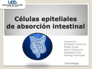Células epiteliales
de absorción intestinal
Integrantes:

Elizabeth Cisternas
Felipe Cerda
Kevin Chamorro
Sebastián Fica
Rodrigo Sanhueza
Kinesiología

 