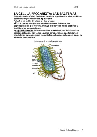 I.E.S. Universidad Laboral ACT
LA CÉLULA PROCARIOTA: LAS BACTERIAS
Son células sin núcleo, la zona de la célula, donde está el ADN y ARN no
está limitado por membrana. Ej. Bacteria.
Actualmente están divididas en dos grupos:
• Eubacterias, que poseen paredes celulares formadas por
peptidoglicano o por mureína. Incluye a la mayoría de las bacterias y
también a las cianobacterias.
• Arqueobacterias, que utilizan otras sustancias para constituir sus
paredes celulares. Son todas aquellas características que habitan en
condiciones extremas como manantiales sulfurosos calientes o aguas de
salinidad muy elevada.
Sergio Solares Llaneza 3
 