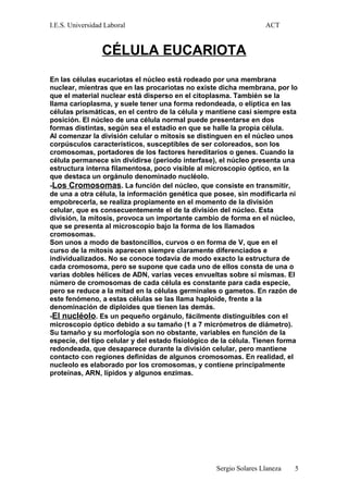 I.E.S. Universidad Laboral ACT
CÉLULA EUCARIOTA
En las células eucariotas el núcleo está rodeado por una membrana
nuclear, mientras que en las procariotas no existe dicha membrana, por lo
que el material nuclear está disperso en el citoplasma. También se la
llama carioplasma, y suele tener una forma redondeada, o elíptica en las
células prismáticas, en el centro de la célula y mantiene casi siempre esta
posición. El núcleo de una célula normal puede presentarse en dos
formas distintas, según sea el estadio en que se halle la propia célula.
Al comenzar la división celular o mitosis se distinguen en el núcleo unos
corpúsculos característicos, susceptibles de ser coloreados, son los
cromosomas, portadores de los factores hereditarios o genes. Cuando la
célula permanece sin dividirse (periodo interfase), el núcleo presenta una
estructura interna filamentosa, poco visible al microscopio óptico, en la
que destaca un orgánulo denominado nucléolo.
-Los Cromosomas. La función del núcleo, que consiste en transmitir,
de una a otra célula, la información genética que posee, sin modificarla ni
empobrecerla, se realiza propiamente en el momento de la división
celular, que es consecuentemente el de la división del núcleo. Esta
división, la mitosis, provoca un importante cambio de forma en el núcleo,
que se presenta al microscopio bajo la forma de los llamados
cromosomas.
Son unos a modo de bastoncillos, curvos o en forma de V, que en el
curso de la mitosis aparecen siempre claramente diferenciados e
individualizados. No se conoce todavía de modo exacto la estructura de
cada cromosoma, pero se supone que cada uno de ellos consta de una o
varias dobles hélices de ADN, varias veces envueltas sobre sí mismas. El
número de cromosomas de cada célula es constante para cada especie,
pero se reduce a la mitad en la células germinales o gametos. En razón de
este fenómeno, a estas células se las llama haploide, frente a la
denominación de diploides que tienen las demás.
-El nucléolo. Es un pequeño orgánulo, fácilmente distinguibles con el
microscopio óptico debido a su tamaño (1 a 7 micrómetros de diámetro).
Su tamaño y su morfología son no obstante, variables en función de la
especie, del tipo celular y del estado fisiológico de la célula. Tienen forma
redondeada, que desaparece durante la división celular, pero mantiene
contacto con regiones definidas de algunos cromosomas. En realidad, el
nucleolo es elaborado por los cromosomas, y contiene principalmente
proteínas, ARN, lípidos y algunos enzimas.
Sergio Solares Llaneza 5
 