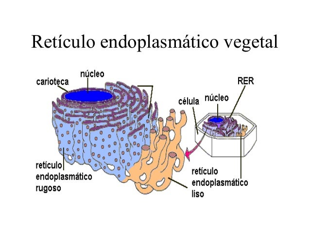 Retículo Endoplasmático De La Célula Vegetal