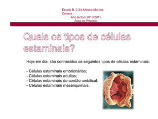  Podem diferenciar-se dando origem a diversos tipos de linhagens celulares.