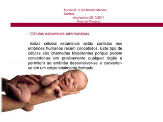  Têm o potencial para se tornarem em células maturas com características e funções especializadas.Escola B. 2,3/s Mestre Martins CorreiaAno lectivo 2010/2011Área de ProjectoQuais os tipos de células estaminais?Hoje em dia, são conhecidos os seguintes tipos de células estaminais: Células estaminais embrionárias;