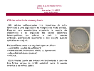  Células estaminais mesenquimais.Escola B. 2,3/s Mestre Martins CorreiaAno lectivo 2010/2011Área de Projecto Células estaminais embrionárias:   Estas células estaminais estão contidas nos embriões humanos recém concebidos. Este tipo de células são chamadas totipotentes porque podem converter-se em praticamente qualquer órgão e permitem ao embrião desenvolver-se e converter-se em um corpo totalmente formado.