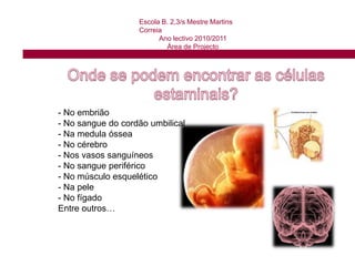 Escola B. 2,3/s Mestre Martins CorreiaAno lectivo 2010/2011Área de Projecto Células estaminais adultas:São encontradas no corpo humano adulto, em vários órgãos diferentes. Existem na medula óssea (material gelatinoso que existe dentro dos ossos maiores do corpo e já são usadas há muito tempo em transplantes), no cérebro, nos vasos sanguíneos,  no sangue periférico (sangue que circula no coração, nas veias, nas artérias e nos capilares), no músculo esquelético (são os músculos que estão ligados ao esqueleto e que contraímos voluntariamente para nos movermos), na pele, fígado, entre outros.