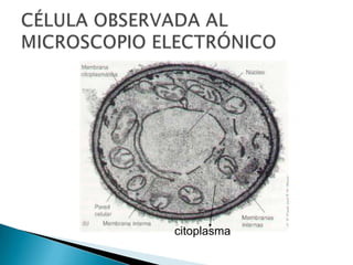 CÉLULA OBSERVADA AL MICROSCOPIO ELECTRÓNICOcitoplasma