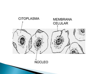CITOPLASMAMEMBRANA CELULARNÚCLEO