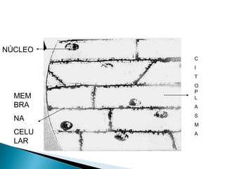 NÚCLEOCITO PLASMAMEMBRANA CELULAR