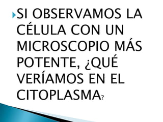 SI OBSERVAMOS LA CÉLULA CON UN MICROSCOPIO MÁS POTENTE, ¿QUÉ VERÍAMOS EN EL CITOPLASMA?