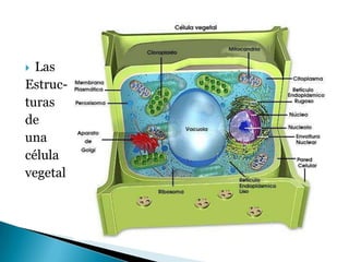 LasEstruc-turasdeunacélulavegetal