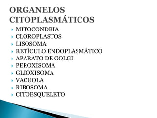 MITOCONDRIA CLOROPLASTOS LISOSOMARETÍCULO ENDOPLASMÁTICOAPARATO DE GOLGIPEROXISOMAGLIOXISOMAVACUOLARIBOSOMACITOESQUELETOORGANELOS CITOPLASMÁTICOS