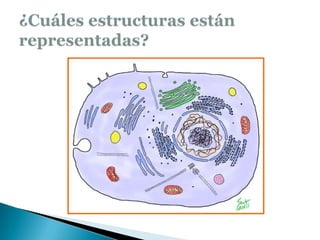 ¿Cuáles estructuras están representadas?