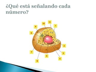 ¿Qué está señalando cada número?