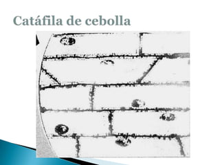 Catáfila de cebolla