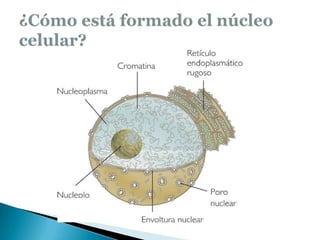 ¿Cómo está formado el núcleo celular?