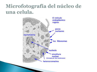 Microfotografía del núcleo de una celula.