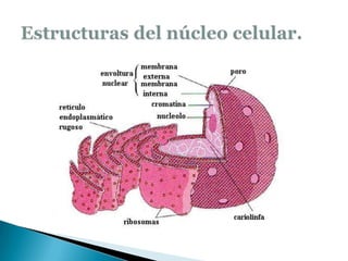 Estructuras del núcleo celular.