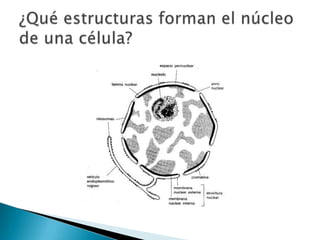 ¿Qué estructuras forman el núcleo de una célula?