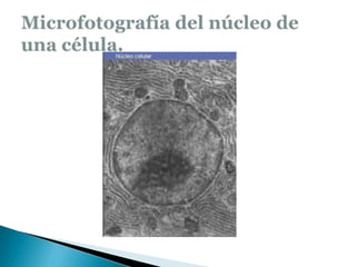 Microfotografía del núcleo de una célula.