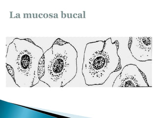 La mucosa bucal