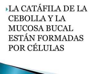 LA CATÁFILA DE LA CEBOLLA Y LA MUCOSA BUCAL ESTÁN FORMADAS POR CÉLULAS