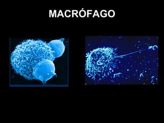 MACRÓFAGO
 