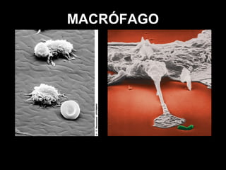MACRÓFAGO
 