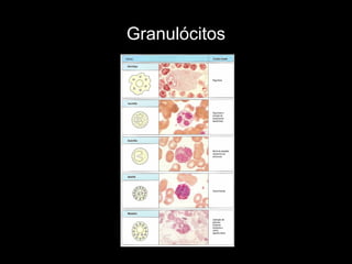 Granulócitos
 