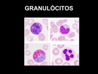 GRANULÓCITOS
 