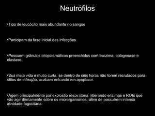 Neutrófilos
•Tipo de leucócito mais abundante no sangue
•Participam da fase inicial das infecções
•Possuem grânulos citoplasmáticos preenchidos com lisozima, colagenase e
elastase.
•Sua meia vida é muito curta, se dentro de seis horas não forem recrutados para
sítios de infecção, acabam entrando em apoptose.
•Agem principalmente por explosão respiratória, liberando enzimas e ROIs que
vão agir diretamente sobre os microrganismos, além de possuírem intensa
atividade fagocitária.
 