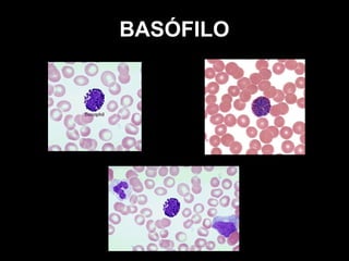 BASÓFILO
 