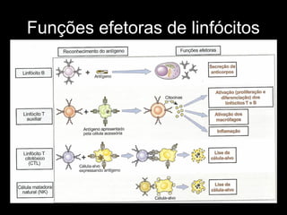 Funções efetoras de linfócitos
 