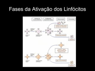 Fases da Ativação dos Linfócitos
 