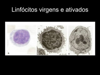 Linfócitos virgens e ativados
 