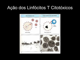 Ação dos Linfócitos T Citotóxicos
 
