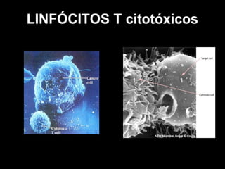 LINFÓCITOS T citotóxicos
 