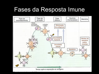 Fases da Resposta Imune
 