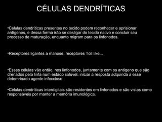 CÉLULAS DENDRÍTICAS
•Células dendríticas presentes no tecido podem reconhecer e aprisionar
antígenos, e dessa forma irão se desligar do tecido nativo e concluir seu
processo de maturação, enquanto migram para os linfonodos.
•Receptores ligantes a manose, receptores Toll like...
•Essas células vão então, nos linfonodos, juntamente com os antígeno que são
drenados pela linfa num estado solúvel, iniciar a resposta adquirida a esse
detemrinado agente infeccioso.
•Células dendríticas interdigitais são residentes em linfonodos e são vistas como
responsáveis por manter a memória imunológica.
 