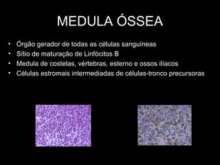 MEDULA ÓSSEA
• Órgão gerador de todas as células sanguíneas
• Sítio de maturação de Linfócitos B
• Medula de costelas, vértebras, esterno e ossos ilíacos
• Células estromais intermediadas de células-tronco precursoras
 
