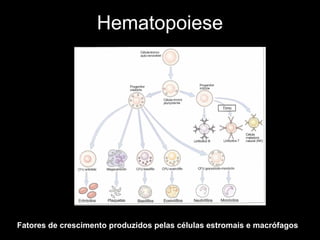 Hematopoiese
Fatores de crescimento produzidos pelas células estromais e macrófagos
 