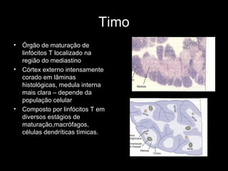 Timo
• Órgão de maturação de
linfócitos T localizado na
região do mediastino
• Córtex externo intensamente
corado em lâminas
histológicas, medula interna
mais clara – depende da
população celular
• Composto por linfócitos T em
diversos estágios de
maturação,macrófagos,
células dendríticas tímicas.
 