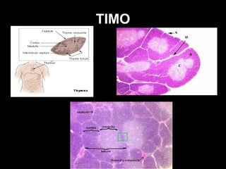TIMO
 