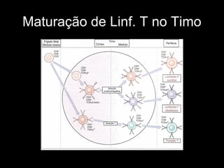 Maturação de Linf. T no Timo
 