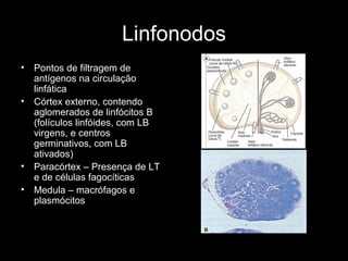 Linfonodos
• Pontos de filtragem de
antígenos na circulação
linfática
• Córtex externo, contendo
aglomerados de linfócitos B
(folículos linfóides, com LB
virgens, e centros
germinativos, com LB
ativados)
• Paracórtex – Presença de LT
e de células fagocíticas
• Medula – macrófagos e
plasmócitos
 